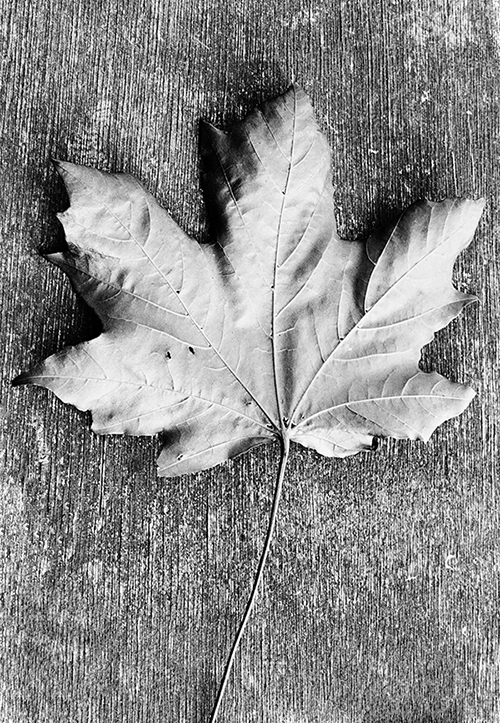 black and white leaf photo